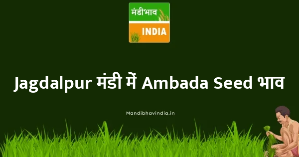 Ambada Seed भाव